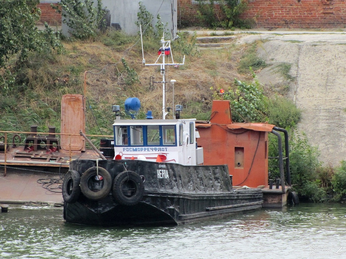 Нерпа