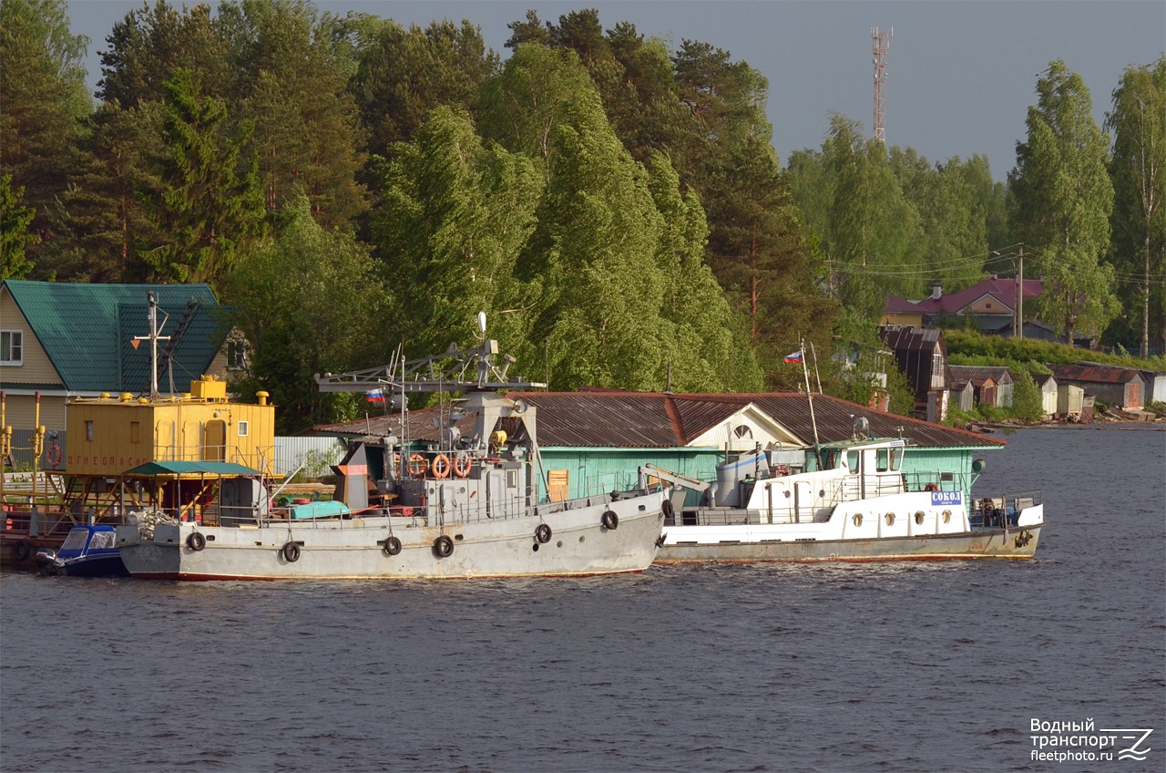 Норка, Сокол