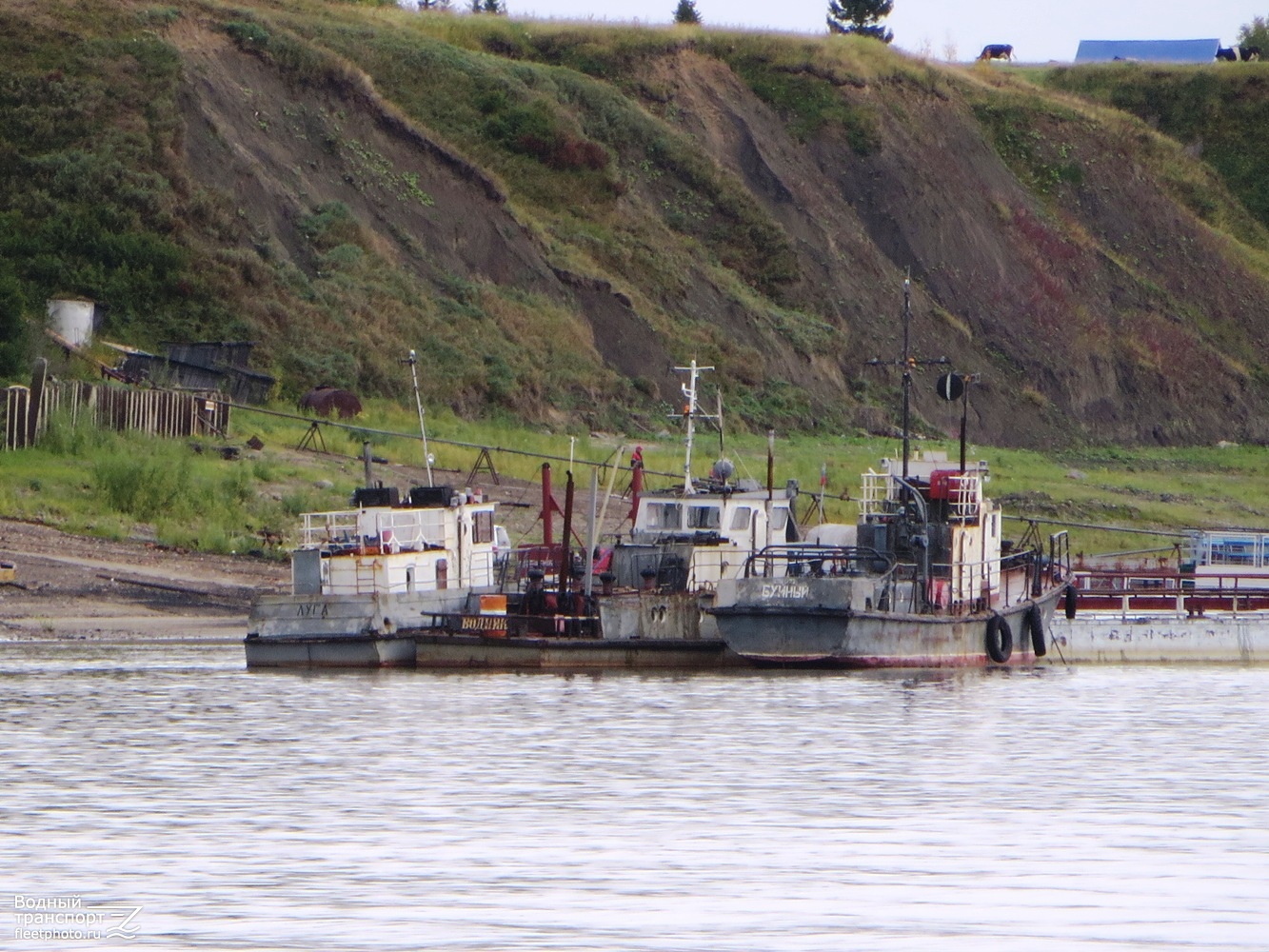 Луга, Водник, Буйный