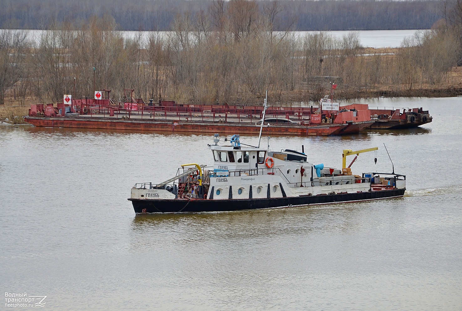 Голубь, Т-251