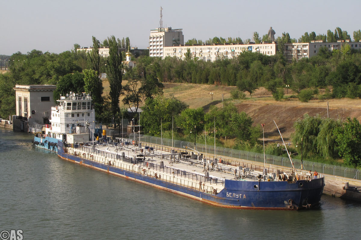 Игорь Асеев, Белуга