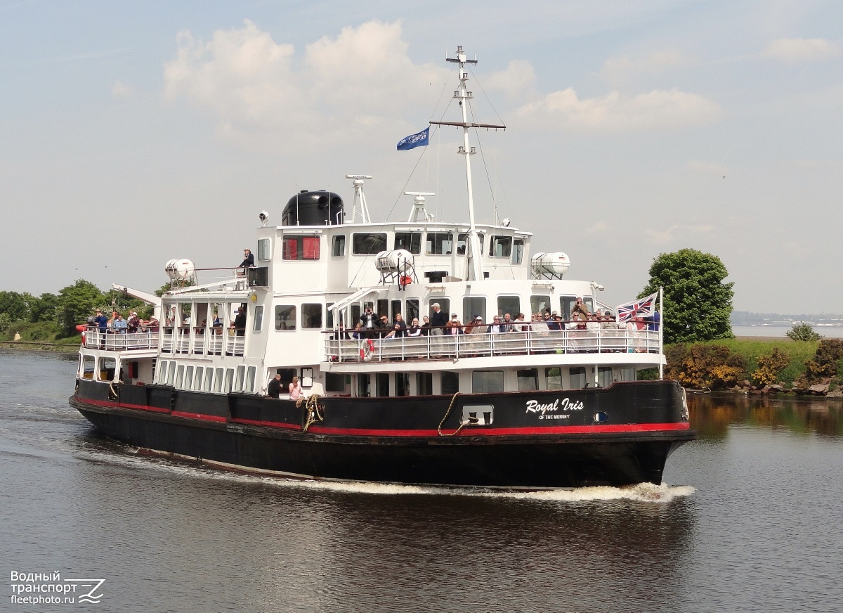 Royal Iris