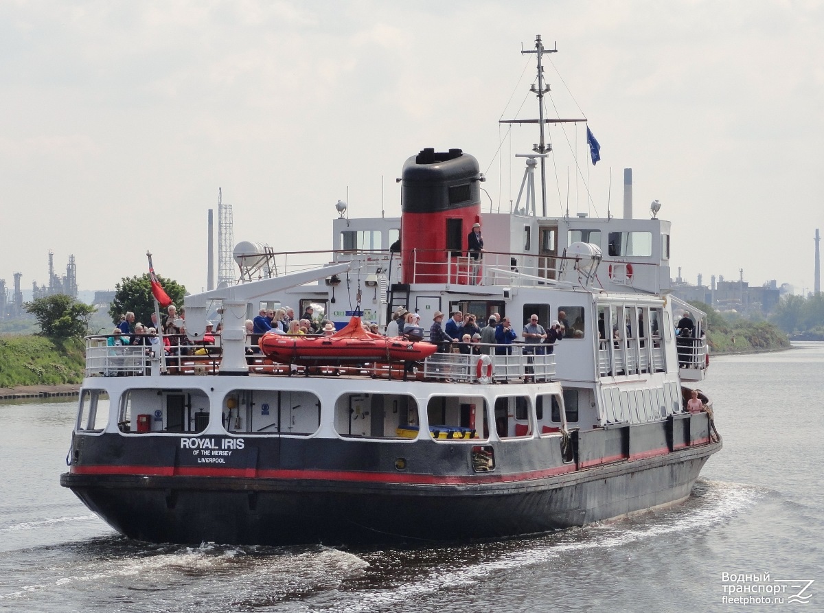Royal Iris