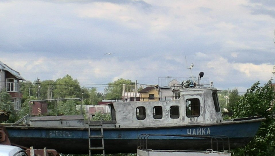 Чайка