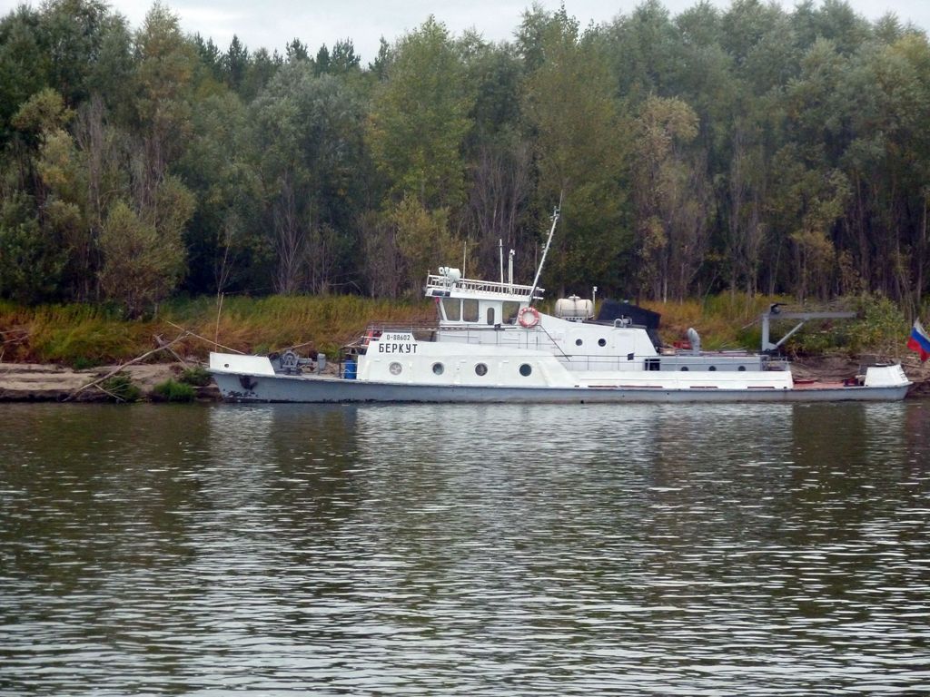 Беркут