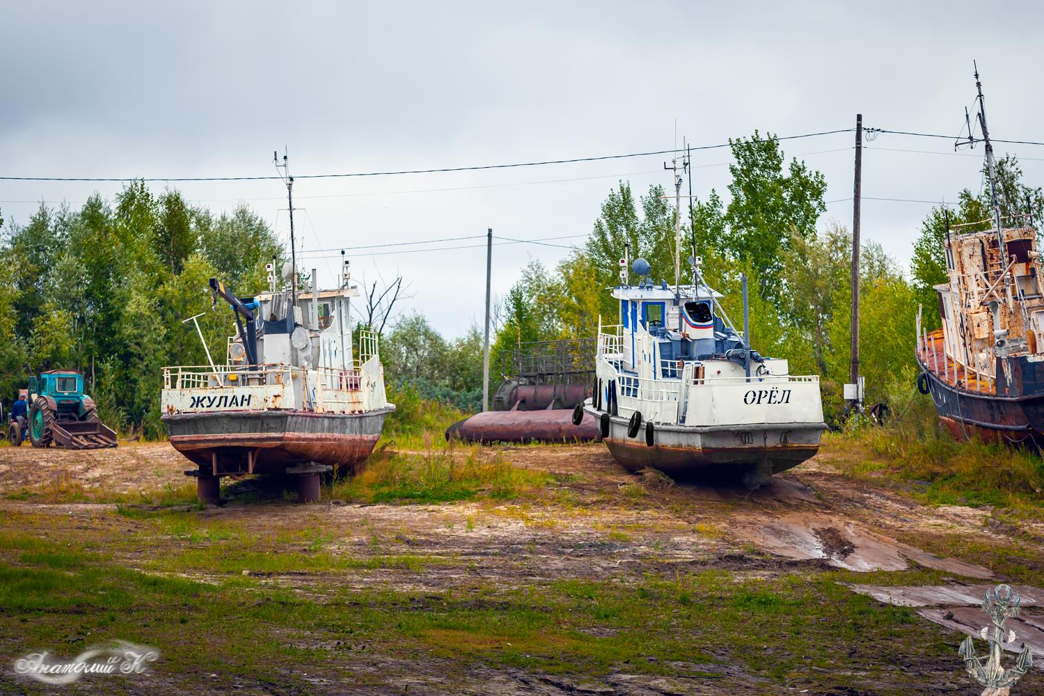 Жулан, Орёл