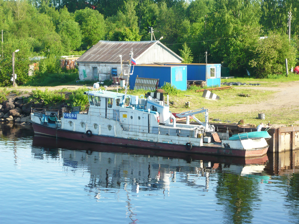 Сокол