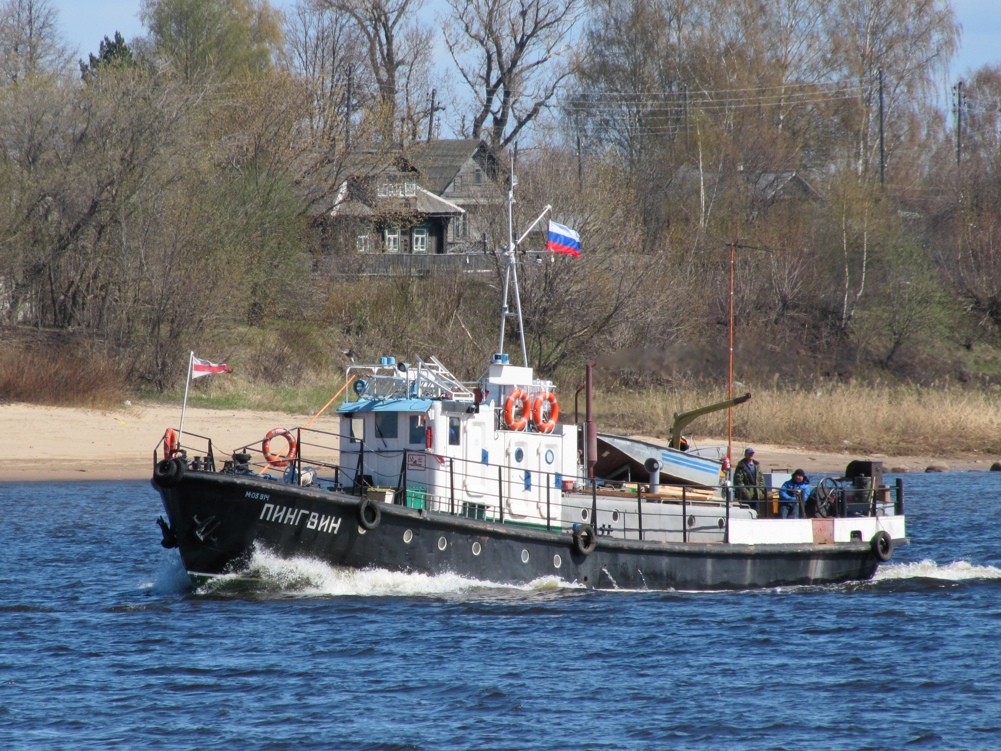 Пингвин
