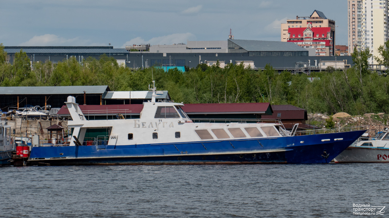 Белуга