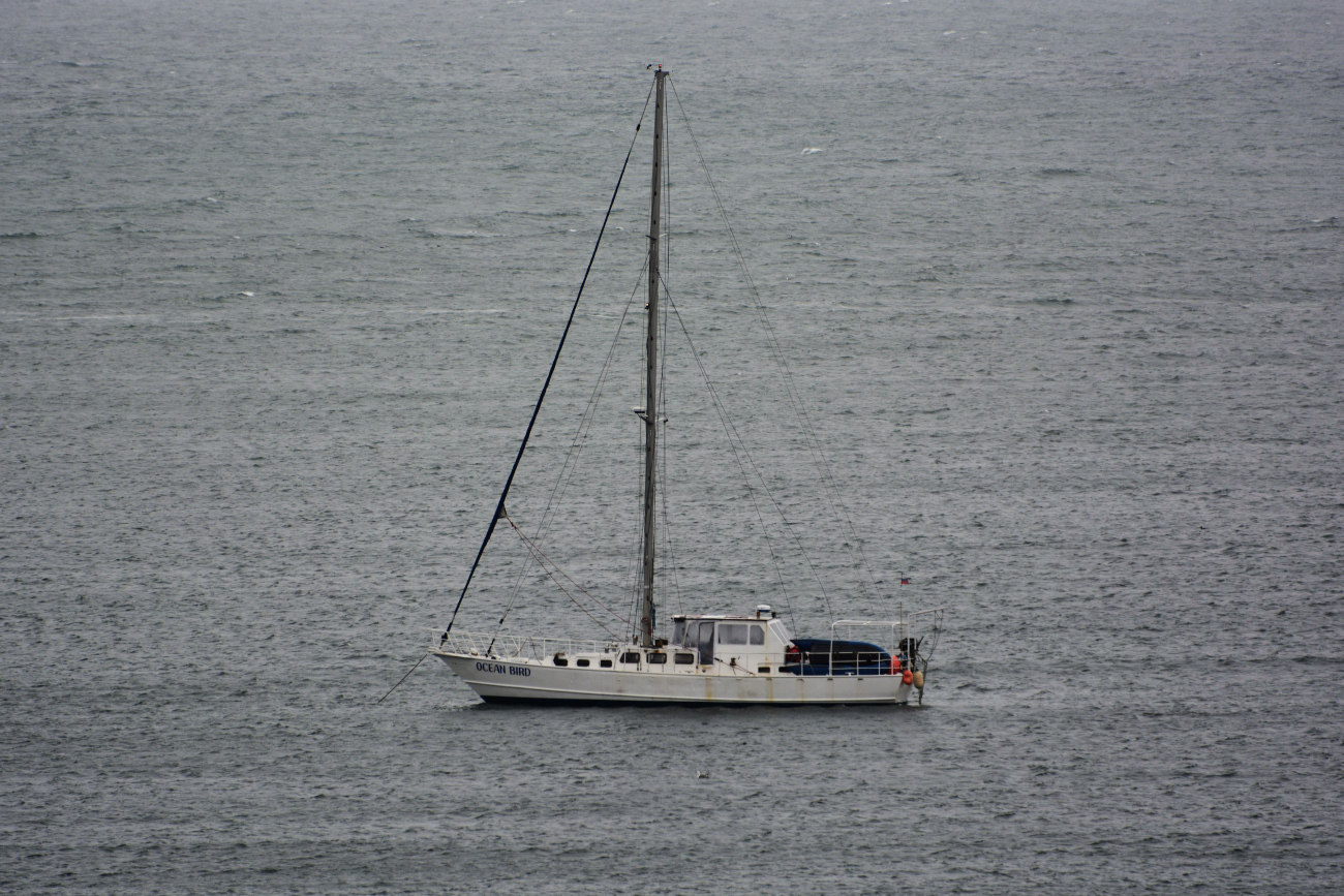Ocean Bird