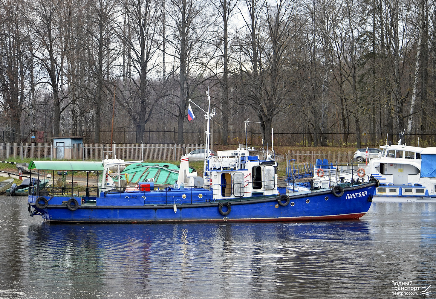 Пингвин