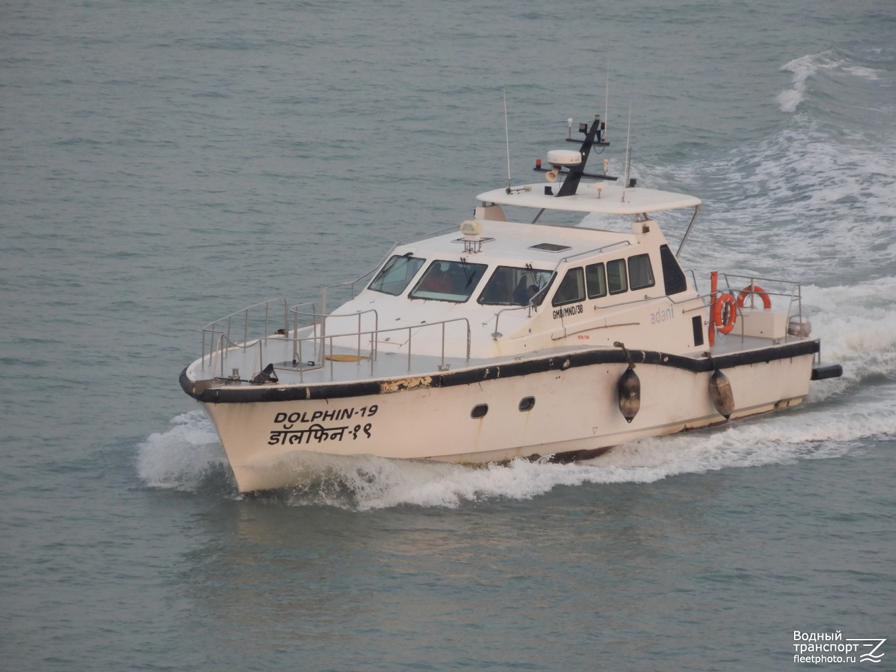 Dolphin 19