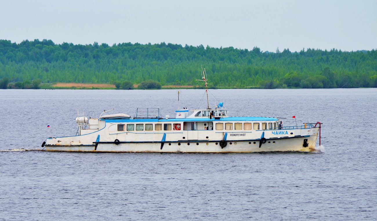 Чайка