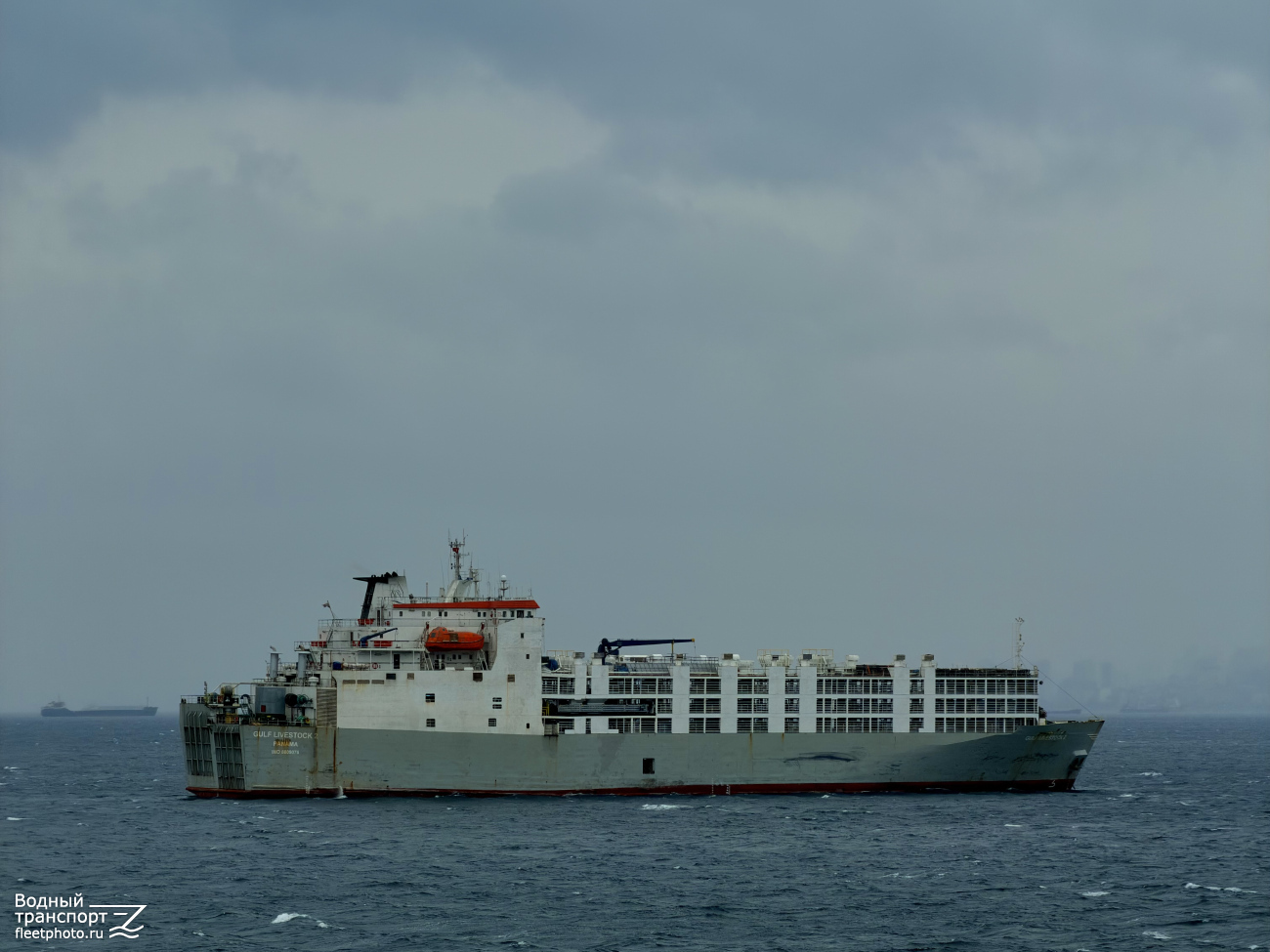 Gulf Livestock 2