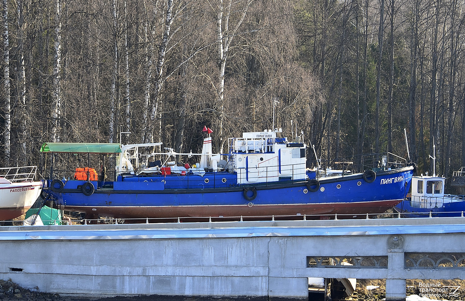 Пингвин