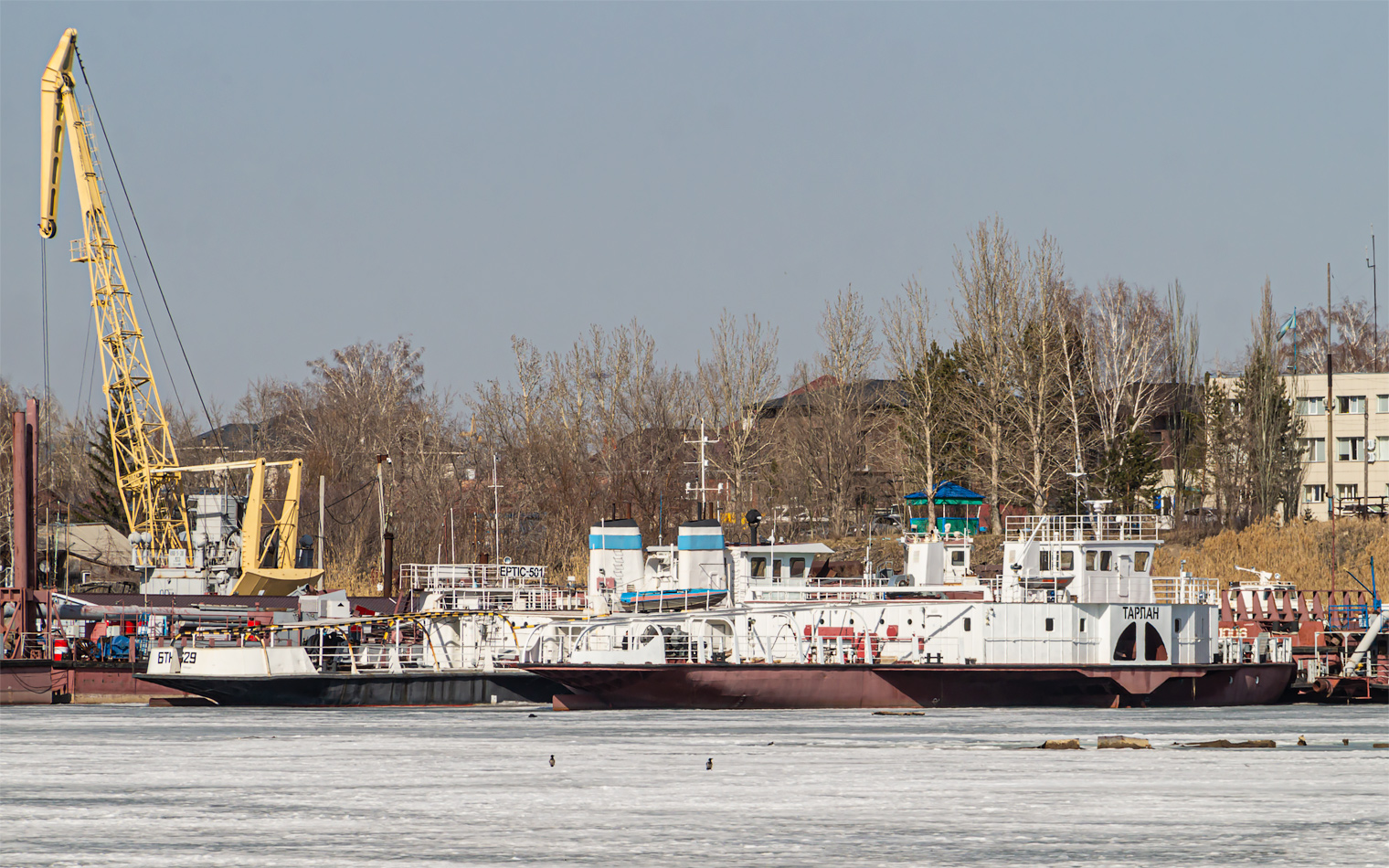 Тарлан