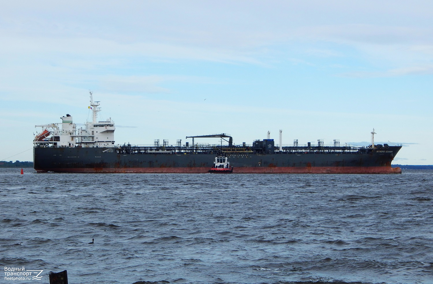 Intrepid Seahawk