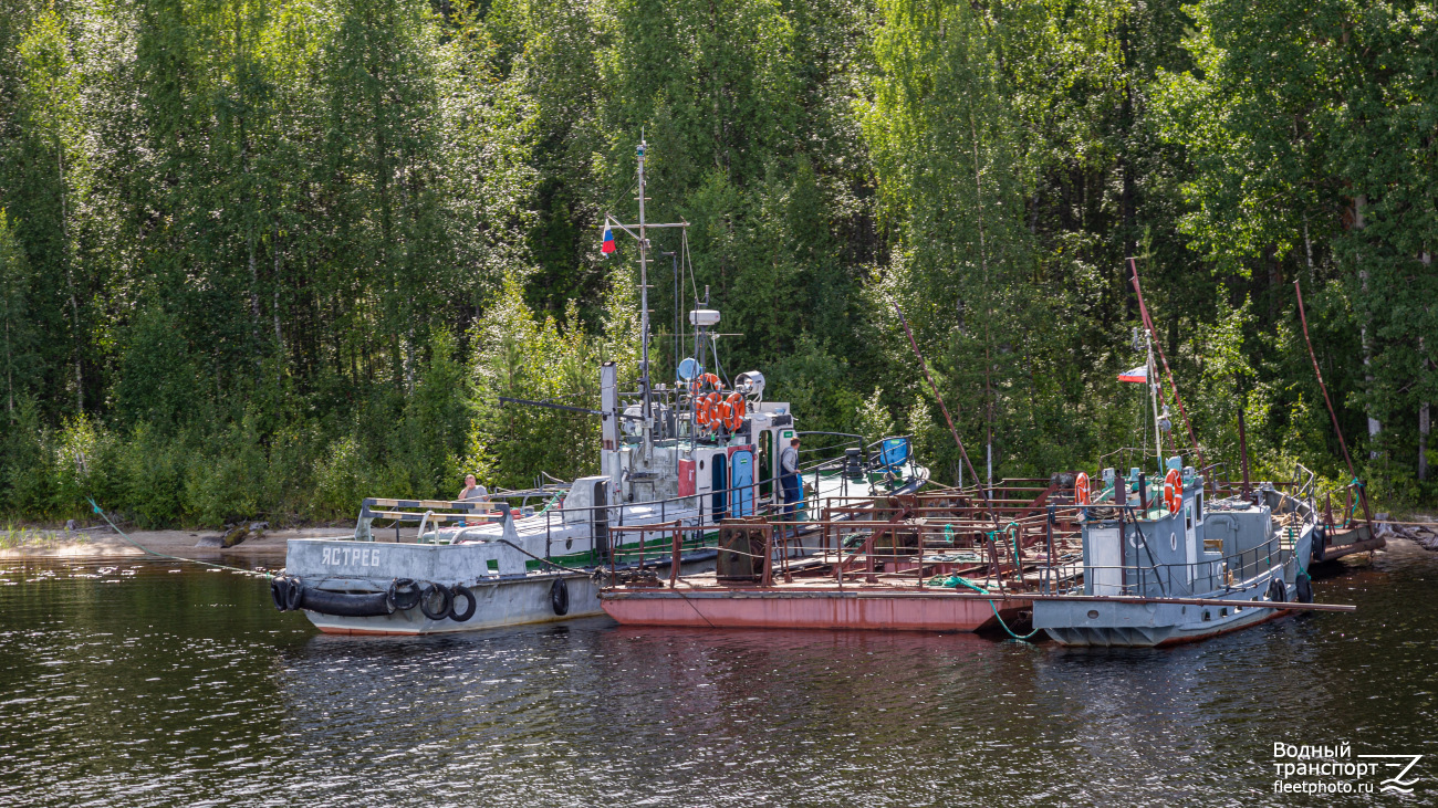 Ястреб