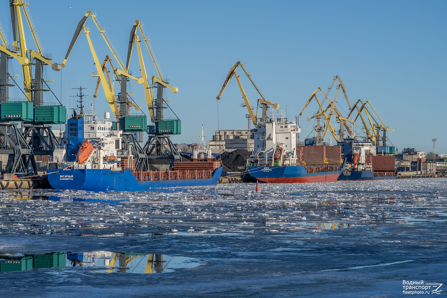 Янтарный, Мия, Celina