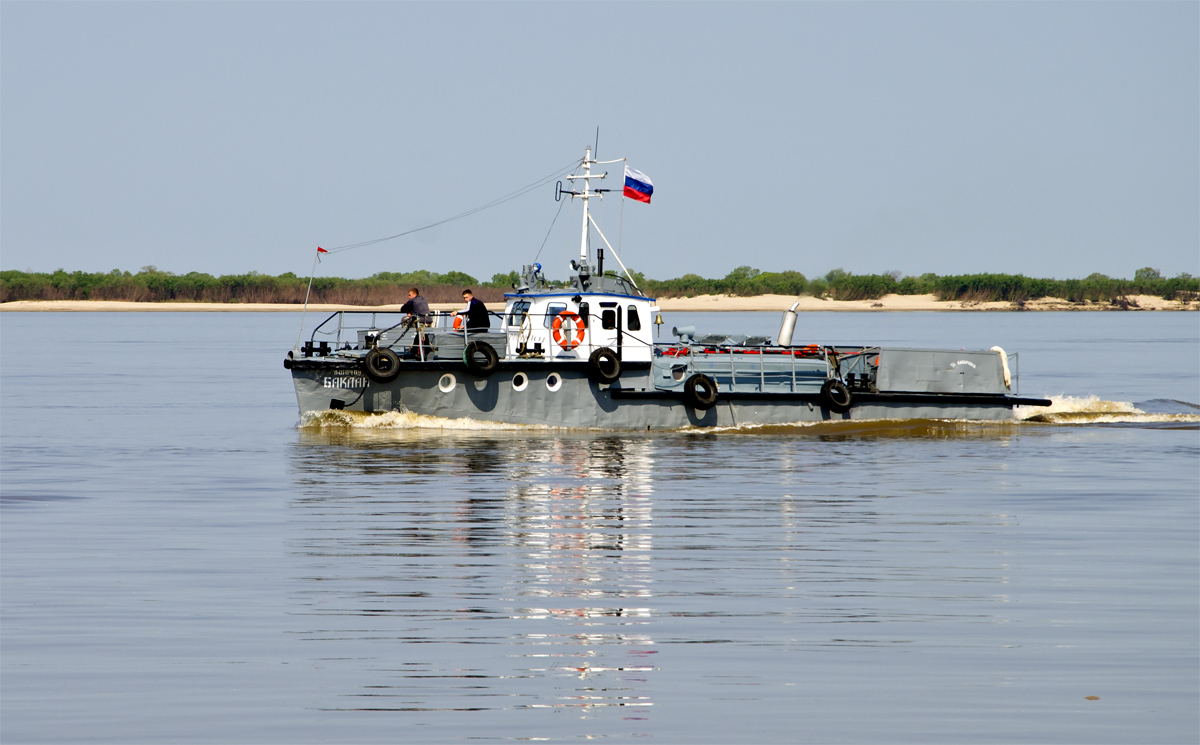 Баклан