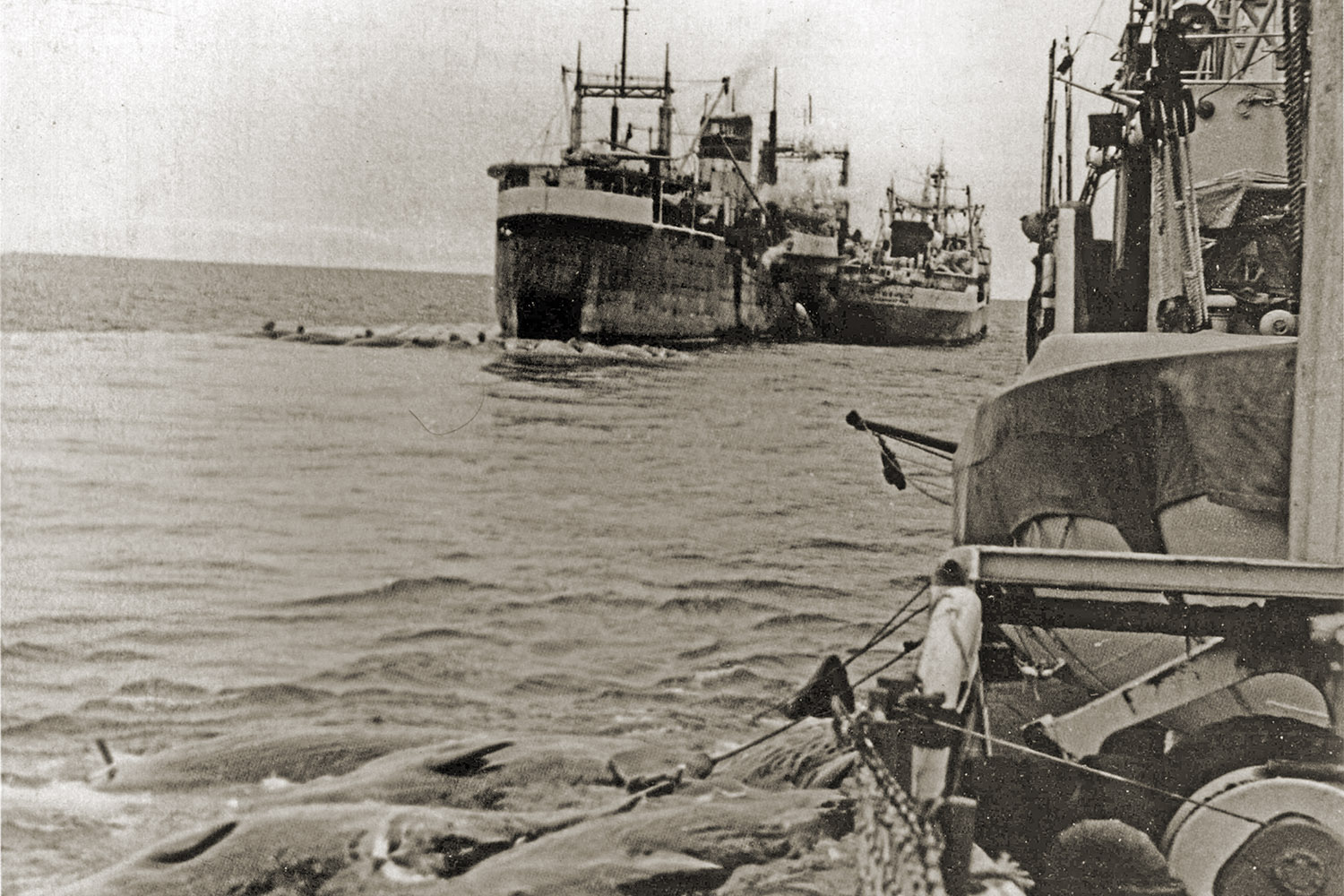 Калининград 1946 1966 Фотографии Из Семейного Альбома
