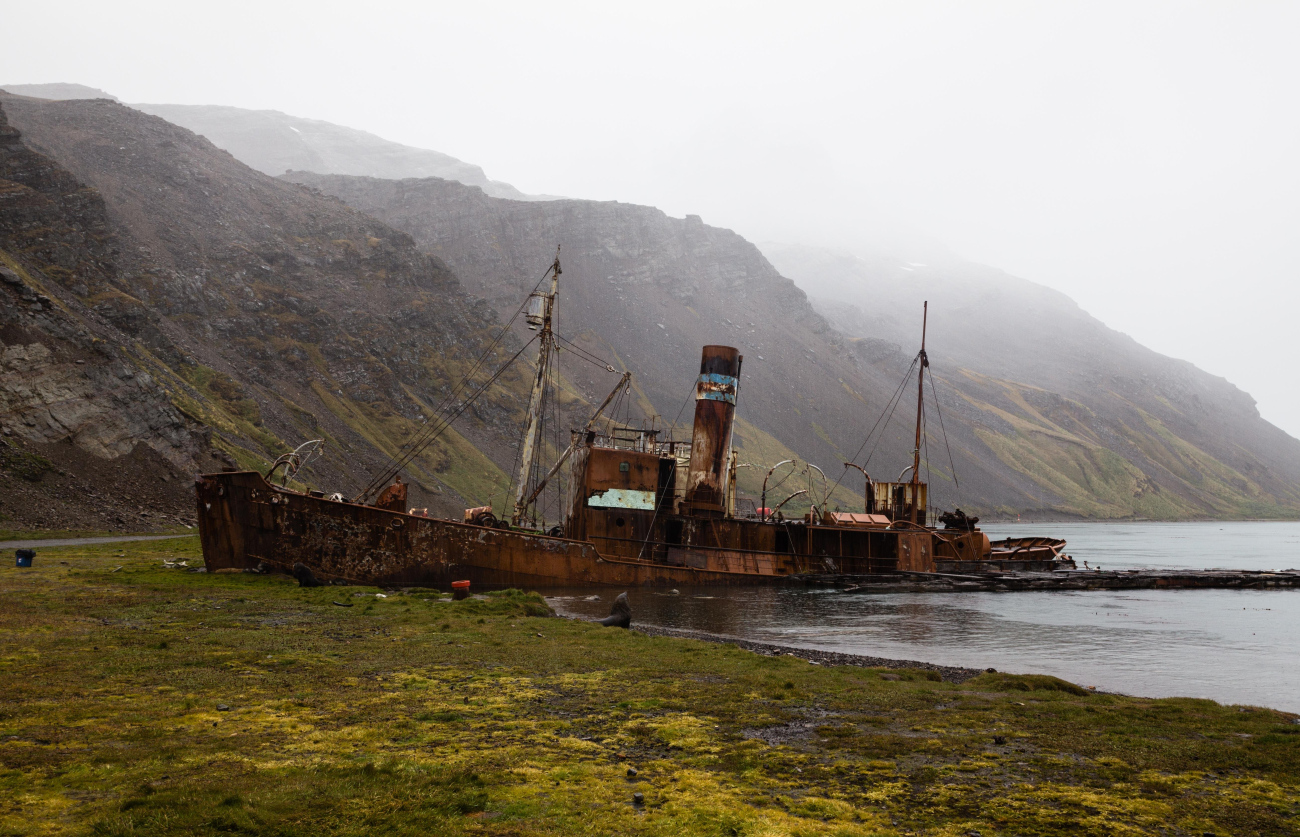 Albatros