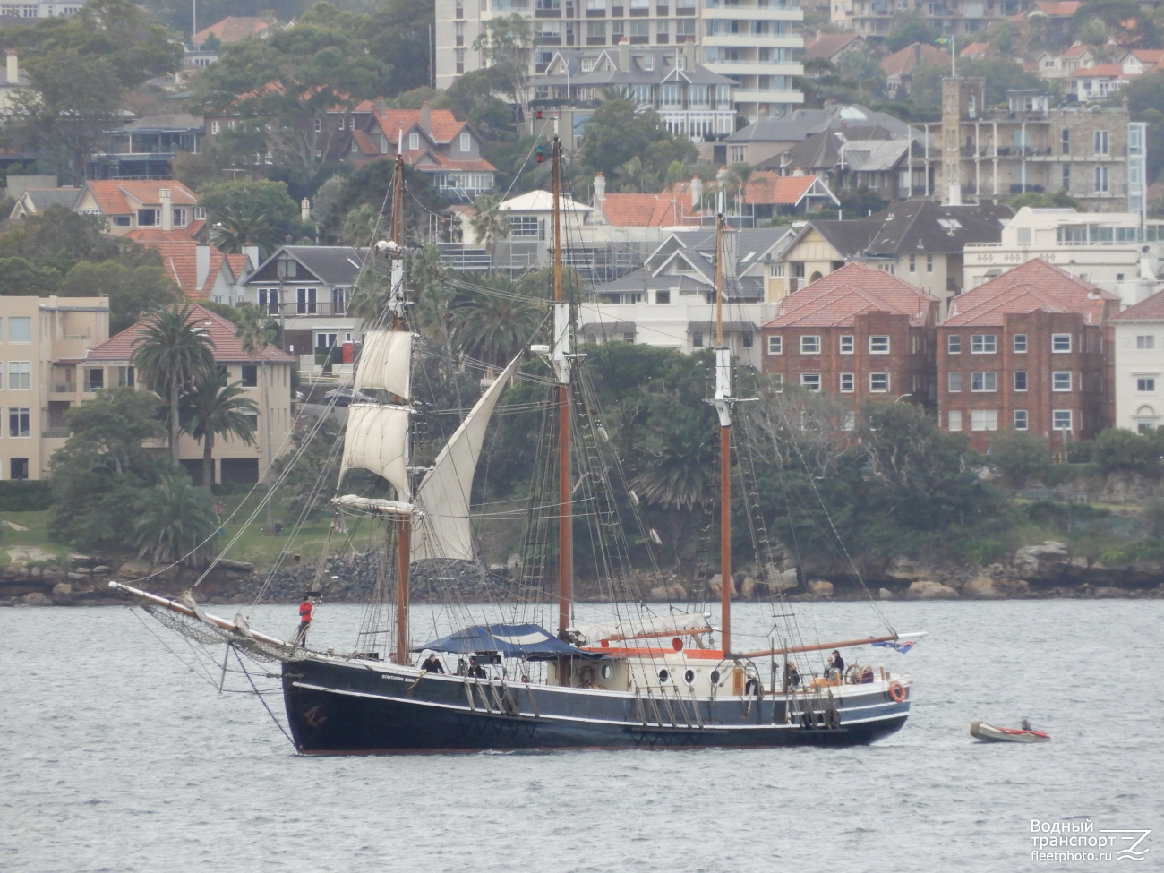 Southern Swan