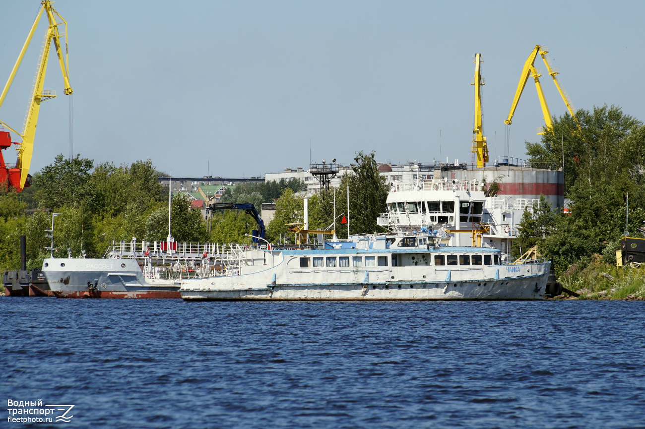 Чайка