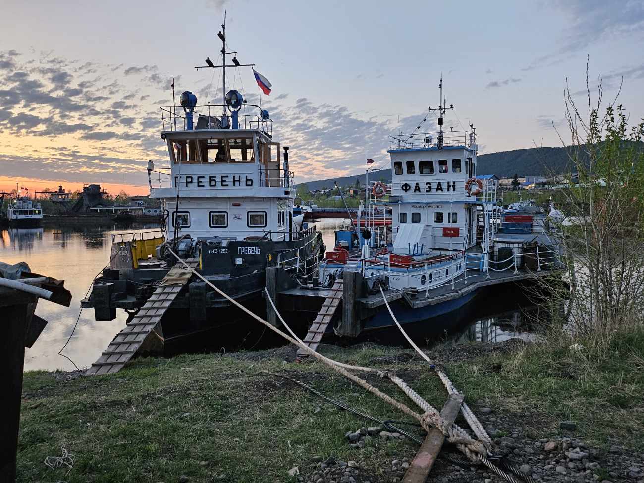 Гребень, Фазан
