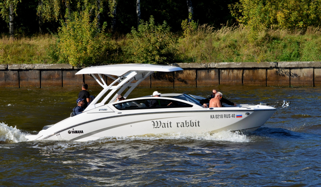 Wait rabbit
