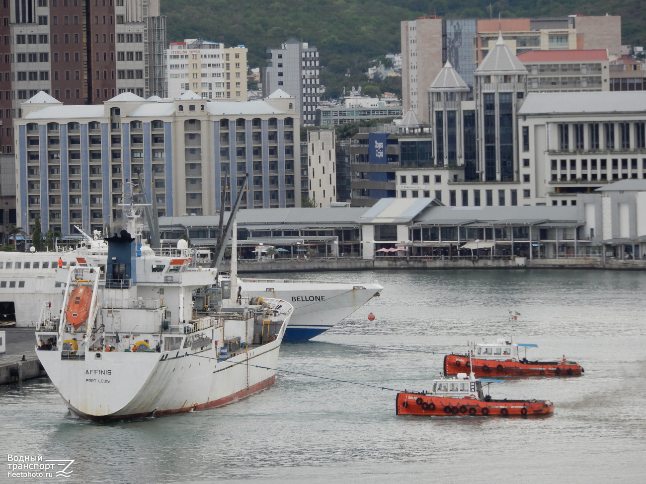 Affinis, Dombeya, Ochna