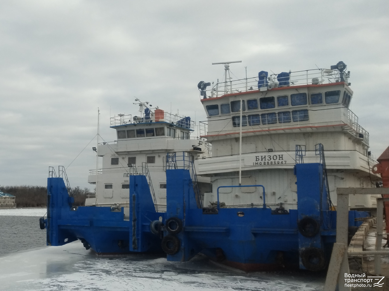 Пересвет, Бизон