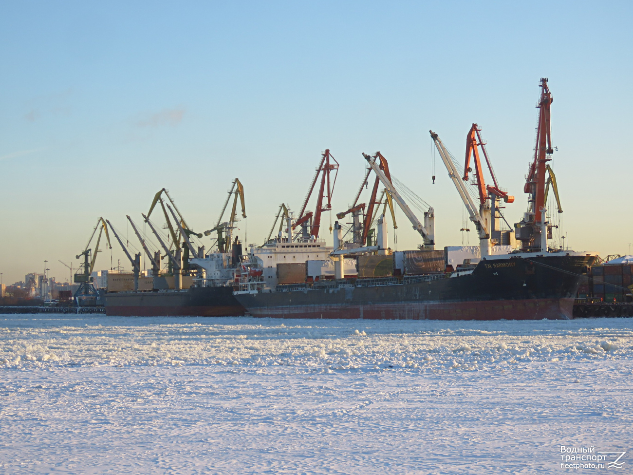 Predator, Tai Harmony